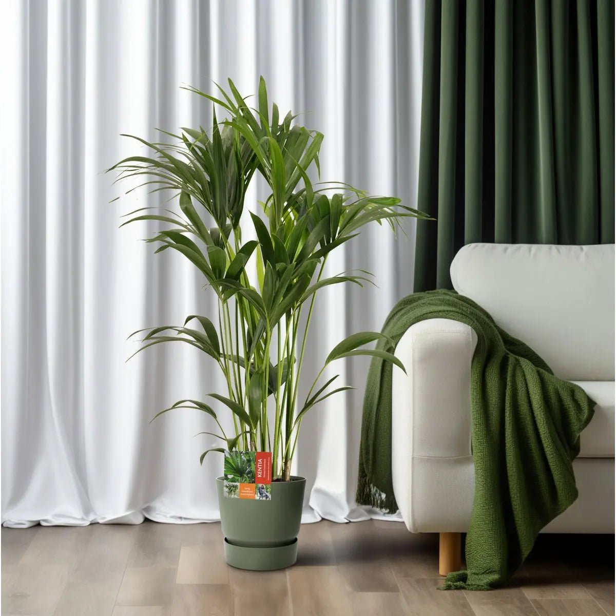 Howea Forsteriana - Ø24cm - ↕120 cm MEERgroothandel Planten