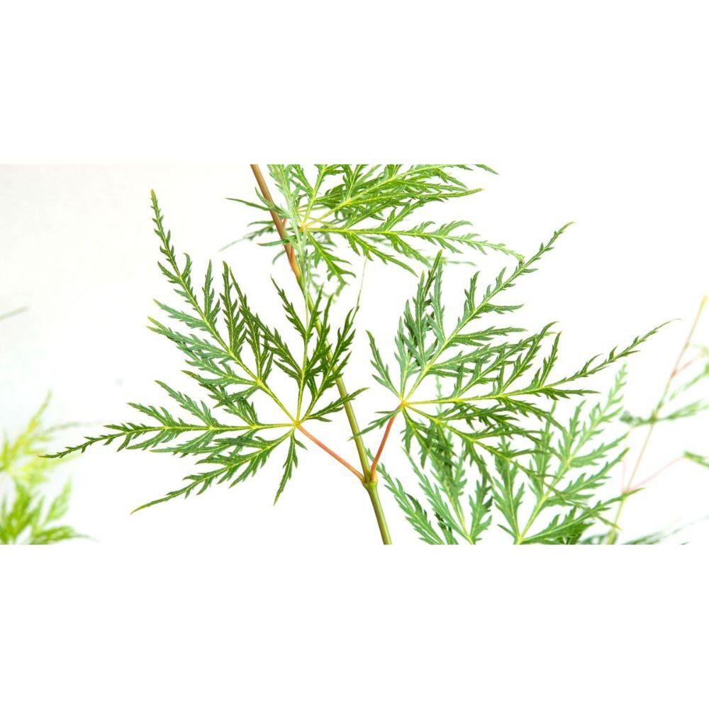 „Filigrane, fein geschlitzte Blätter – sattgrünes Laub mit Spitzen-Optik“