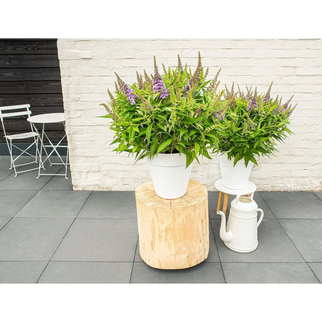 Zwerg-Sommerflieder Buddleja Dav. 'Butterfly Candy Little Lila' - Ø19cm - ↕25 cm - Pille Gartenwelt