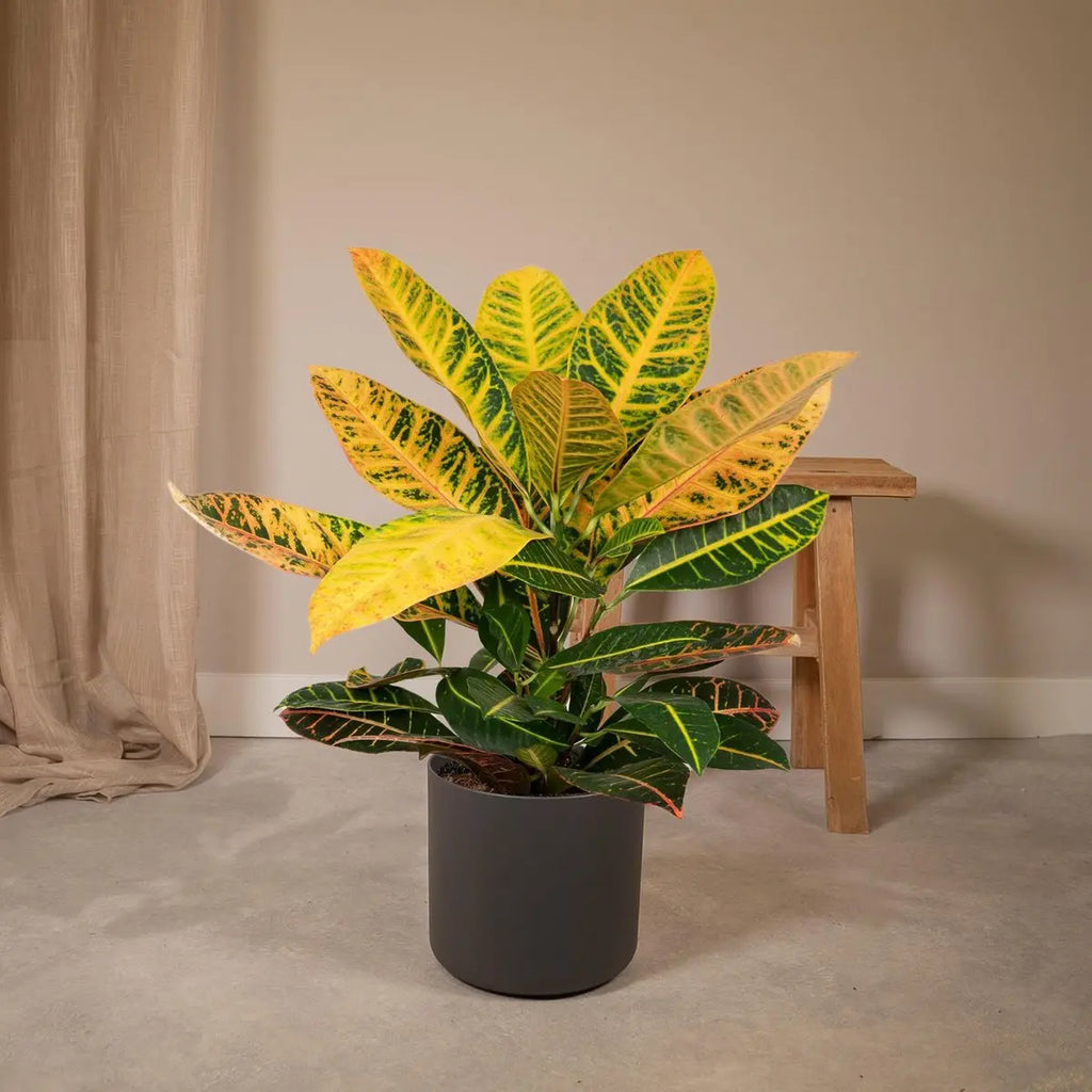 Codiaeum Petra - Ø17cm - ↕45cm MEERgroothandel Planten