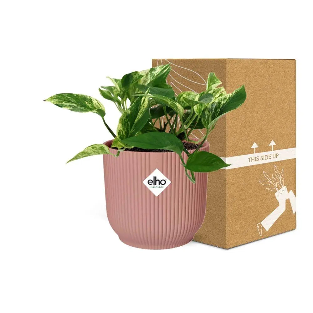 Scindapsus (Epipremnum) Marble Queen in Elho Vibes Fold 14 cm Roze MEERgroothandel Planten