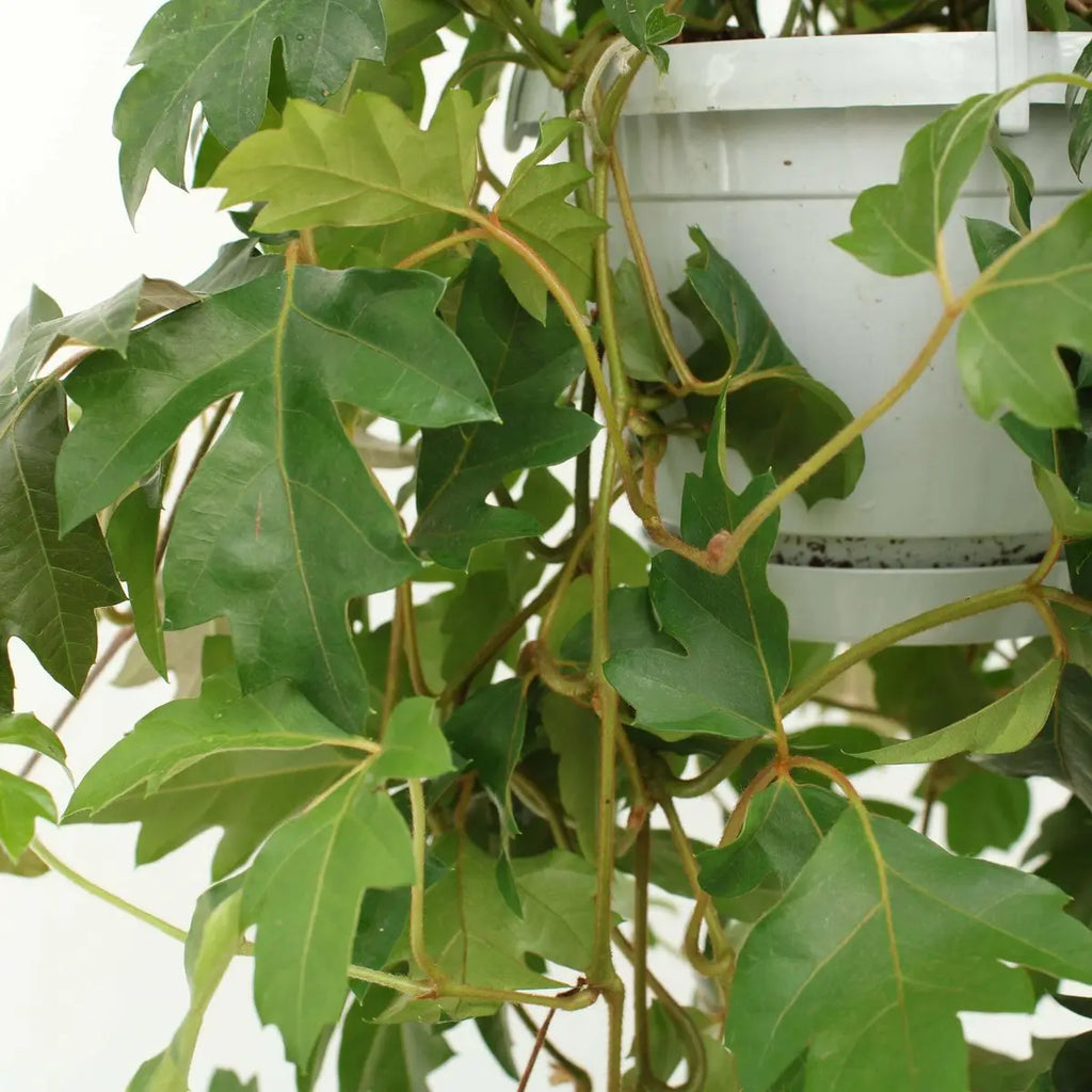 Cissus Ellen Danic - Ø17cm - ↕70cm MEERgroothandel Planten
