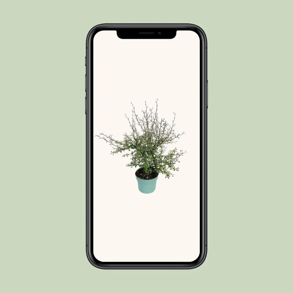 Zickzackstrauch Maori Green Leaf - 55 cm - Ø19 | immergrün - Pille Gartenwelt