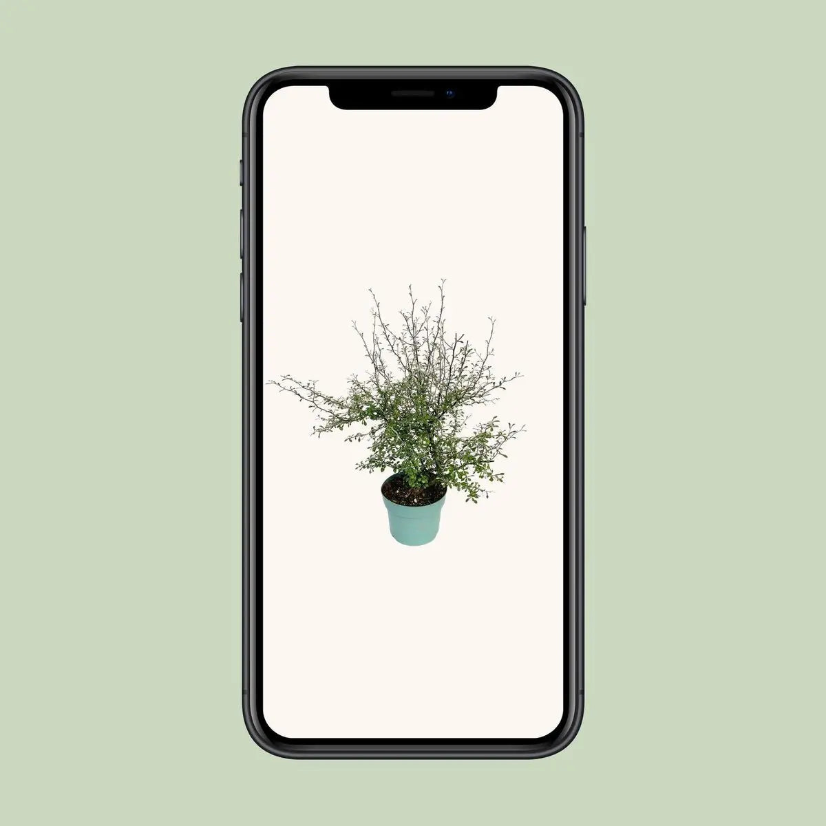 Zickzackstrauch Maori Green Leaf - 55 cm - Ø19 | immergrün - Pille Gartenwelt