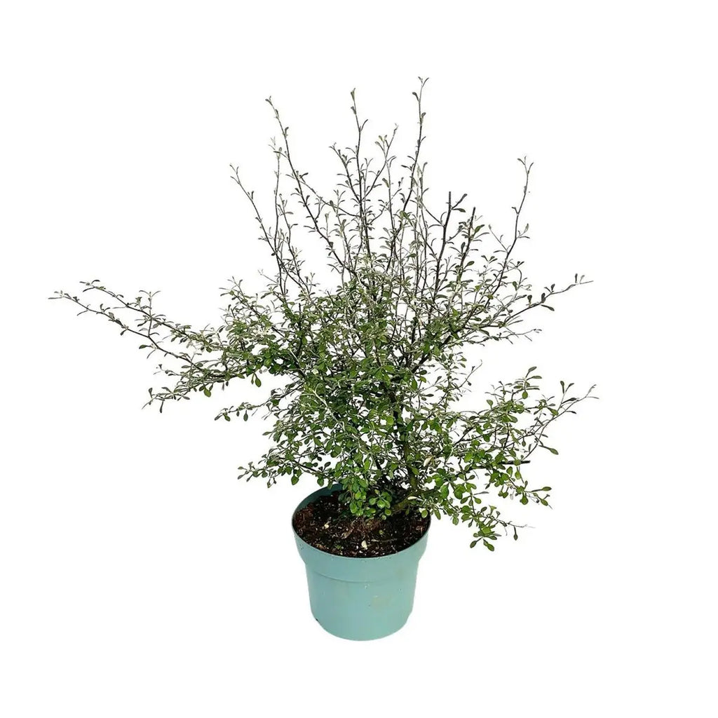 Zickzackstrauch Maori Green Leaf - 55 cm - Ø19 | immergrün - Pille Gartenwelt