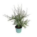 Zickzackstrauch Maori Green Leaf - 55 cm - Ø19 | immergrün - Pille Gartenwelt