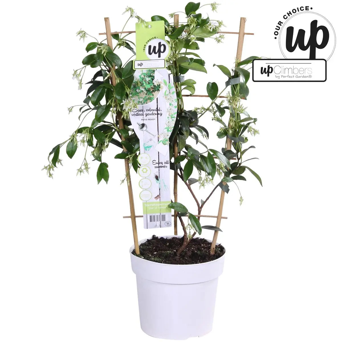Trachelospermum ‘Star of Venice’ Sternjasmin | duftend | immergrün | 15 cm Durchmesser 65 cm hoch - Pille Gartenwelt
