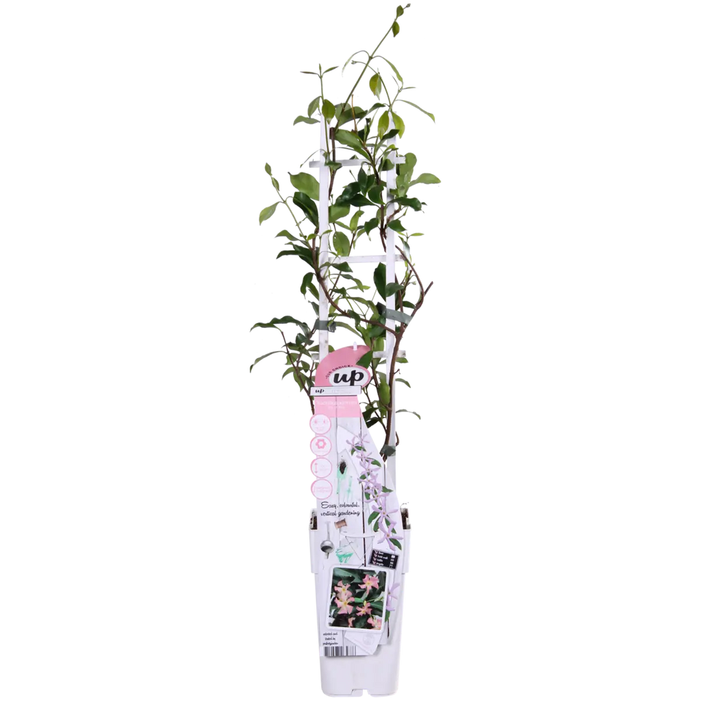 Sternjasmin Trachelospermum 'Star von Ibiza' - Toskaner Jasmin - Ø15cm - ↕65 cm