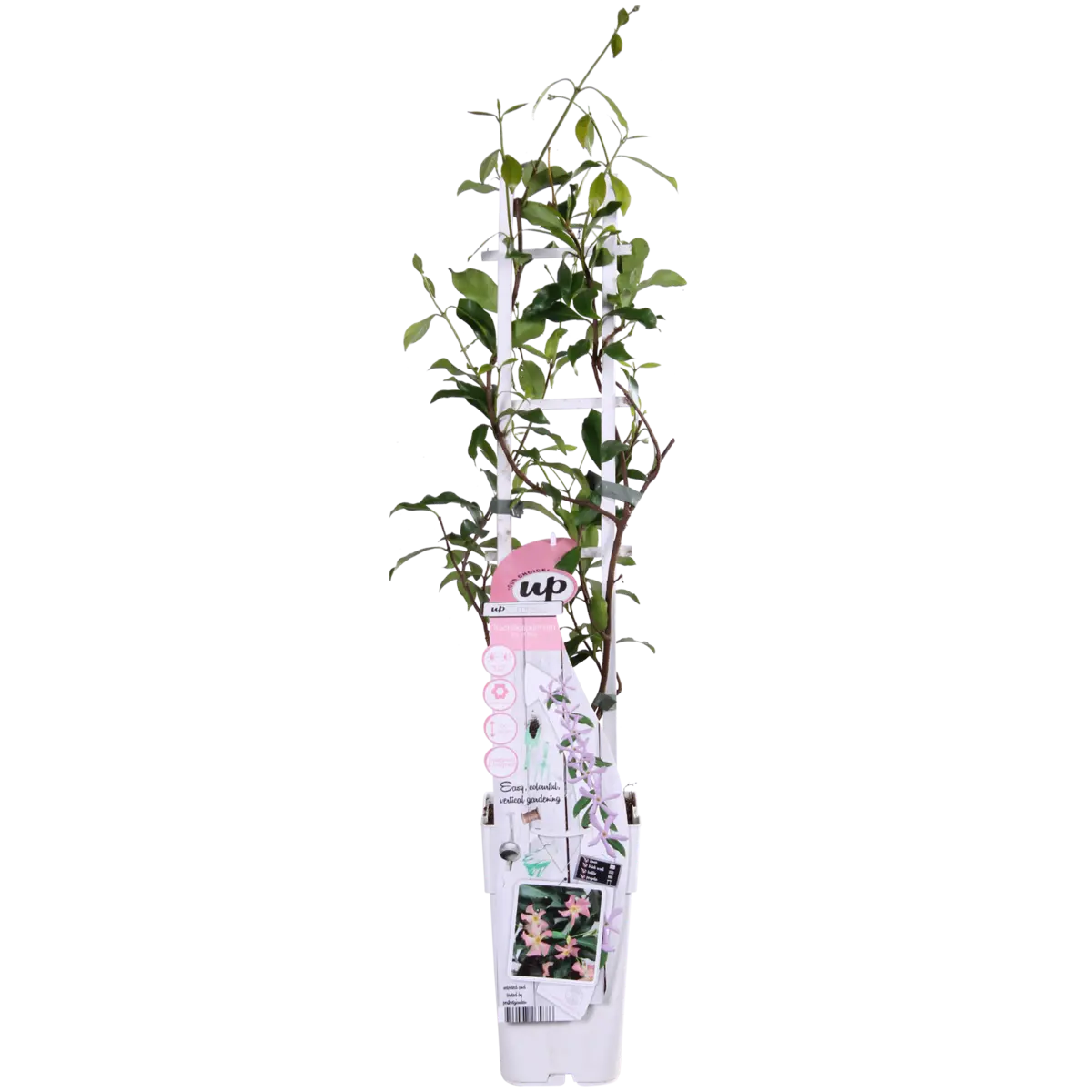 Sternjasmin Trachelospermum 'Star von Ibiza' - Toskaner Jasmin - Ø15cm - ↕65 cm