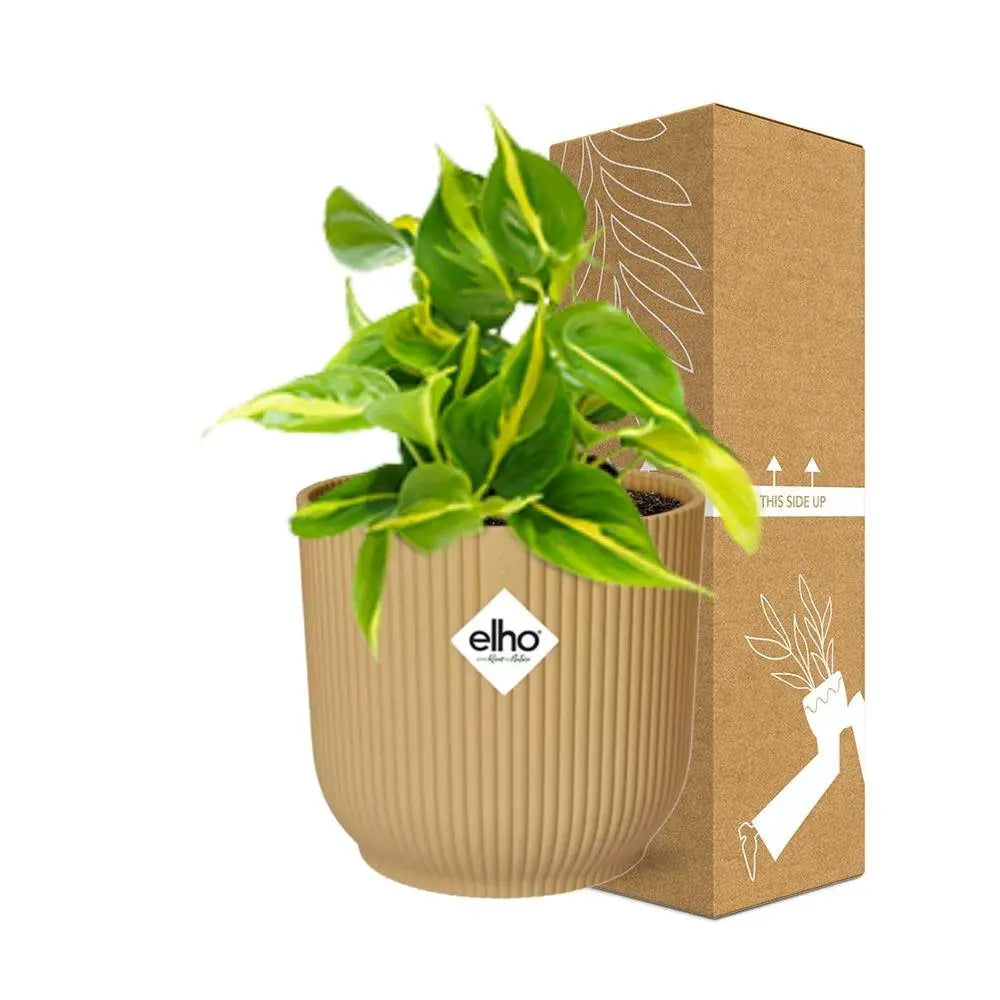 Philodendron klettern 'Brasilien' in Elho Vibes Fold 14 cm Geel MEERgroothandel Planten