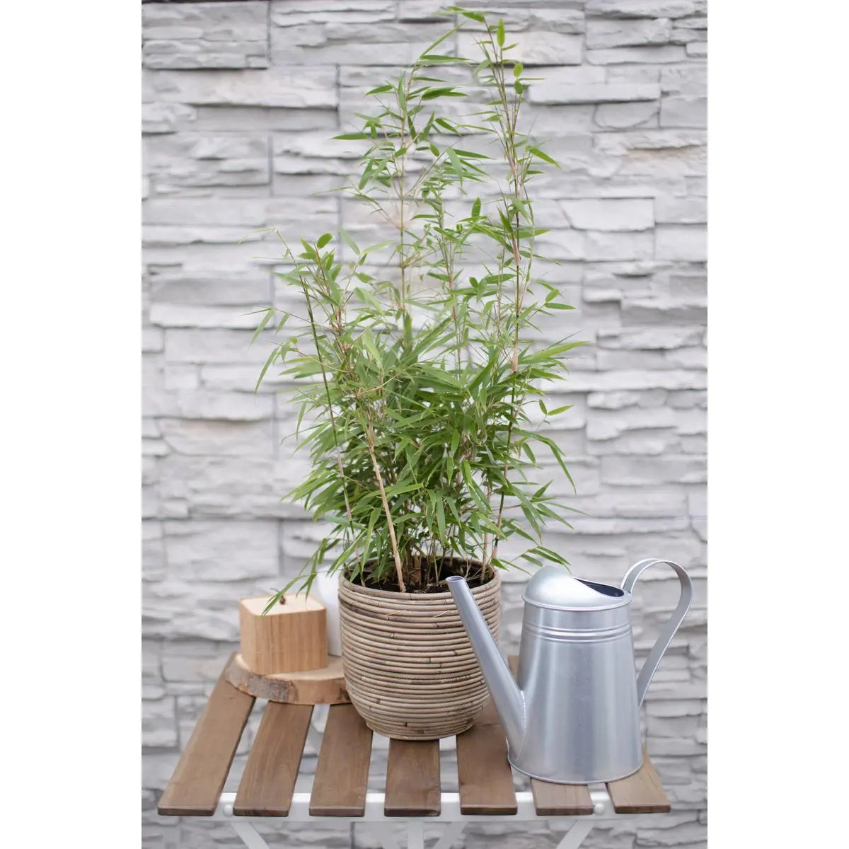 Fargesia rufa Bambus im Ø29 cm Topf auf dem Balkon und der Terrasse als Kübelpflanze
