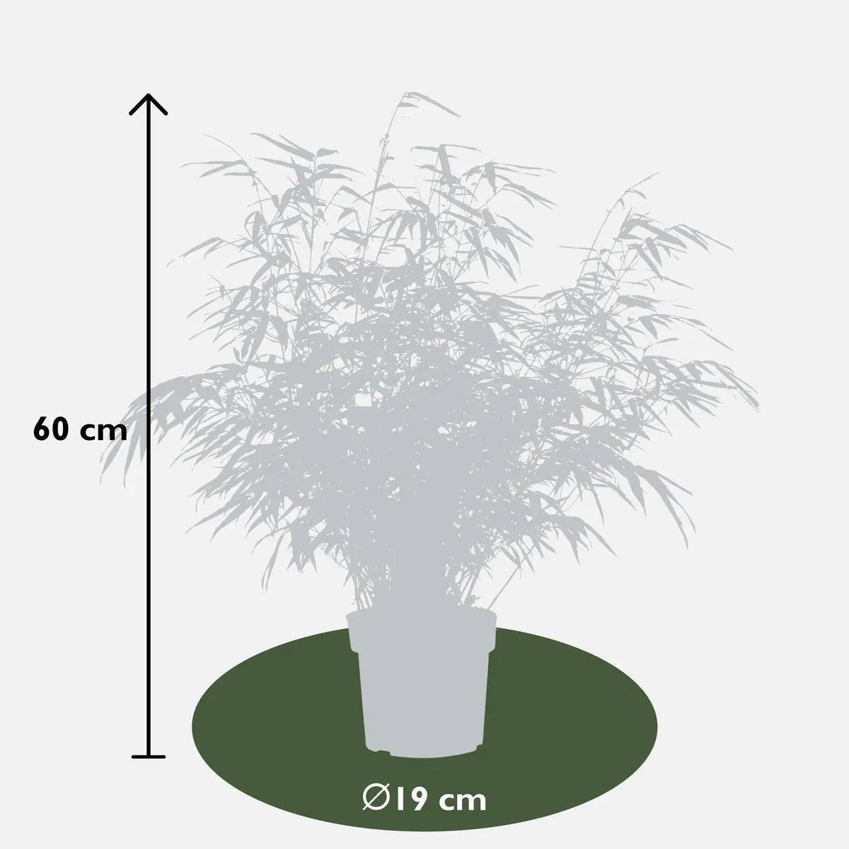 Fargesia rufa Lieferhöhe ca. 80 cm – Größenvergleich bei Lieferung