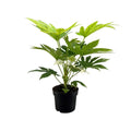 Große handförmige Blätter der Fatsia japonica – dekorativer Indoor-Look