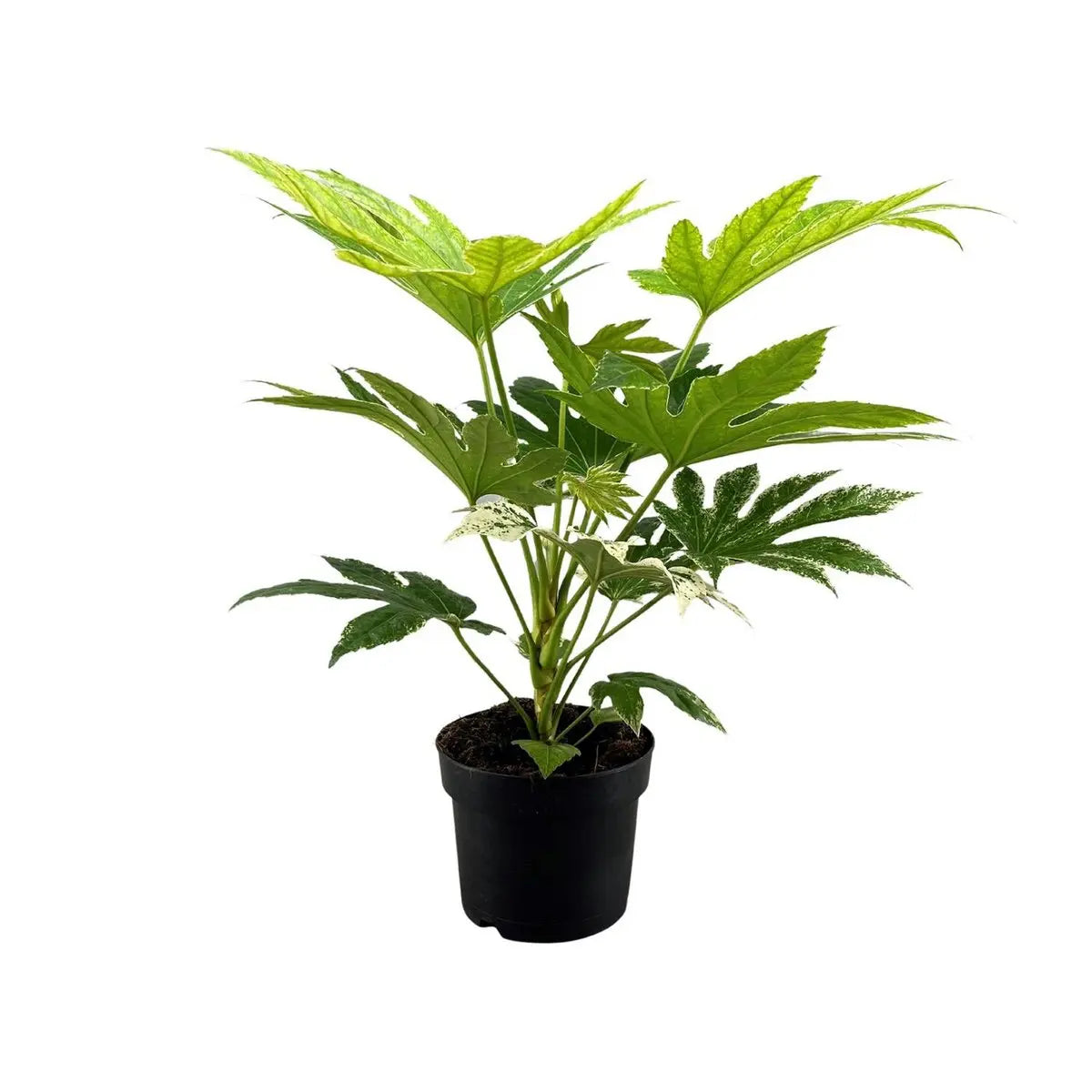 Große handförmige Blätter der Fatsia japonica – dekorativer Indoor-Look