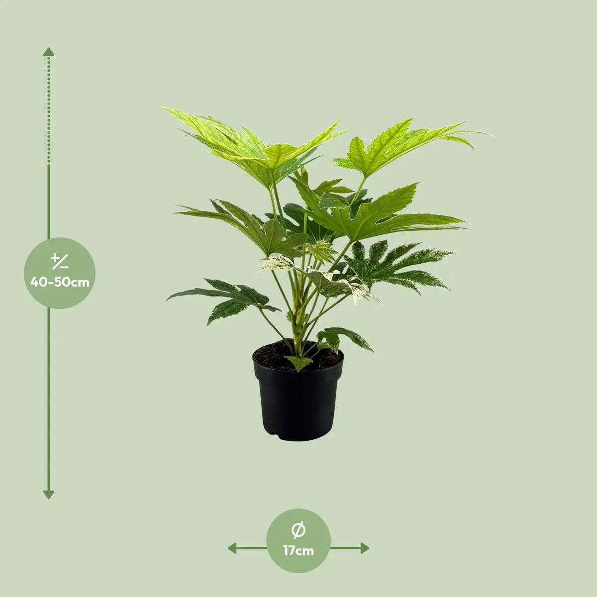 Fatsia japonica ‘Spider Web’ Ø17 cm – panaschierte Zimmerpflanze ca. 50 cm