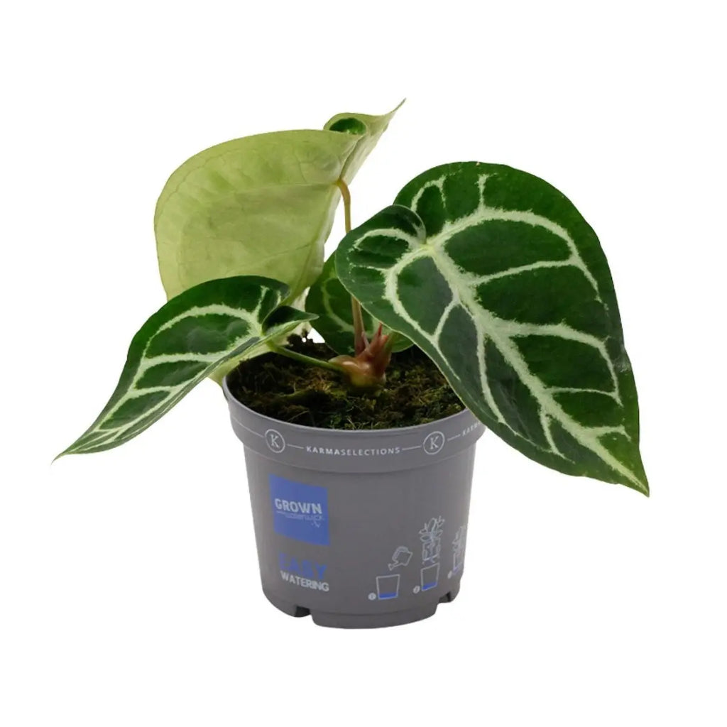 Anthurium crystallinum Ø 12cm Kristallium Samtblatt Zimmerpflanze Silberadern - Pille Gartenwelt
