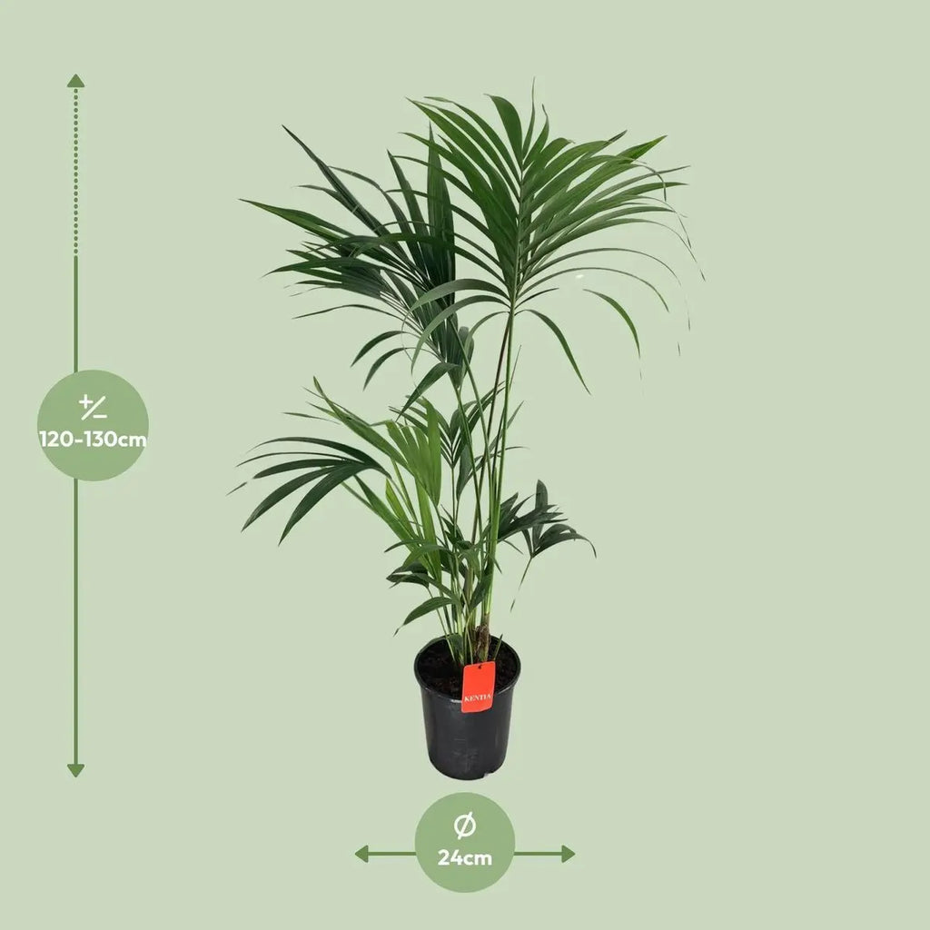 Kentia Palme (Howea) – Ø24 cm, ca. 130 cm, elegante pflegeleichte Zimmerpalme - Pille Gartenwelt