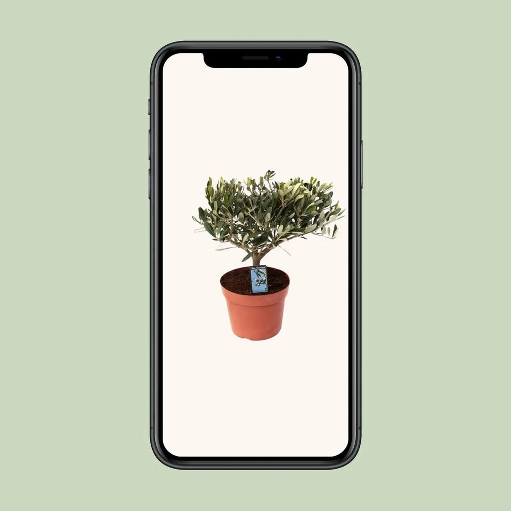 Olea Olive Op Stam | [P15-H35]