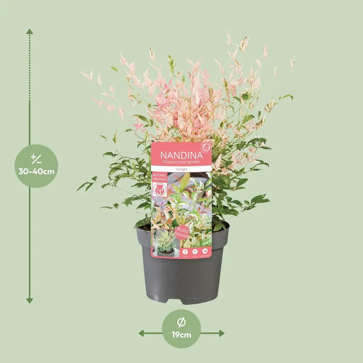 Nandina domestica (Himmelsbambus / Heiliger Bambus) 'Twilight' ® - ↕30cm - Ø19cm - Pille Gartenwelt