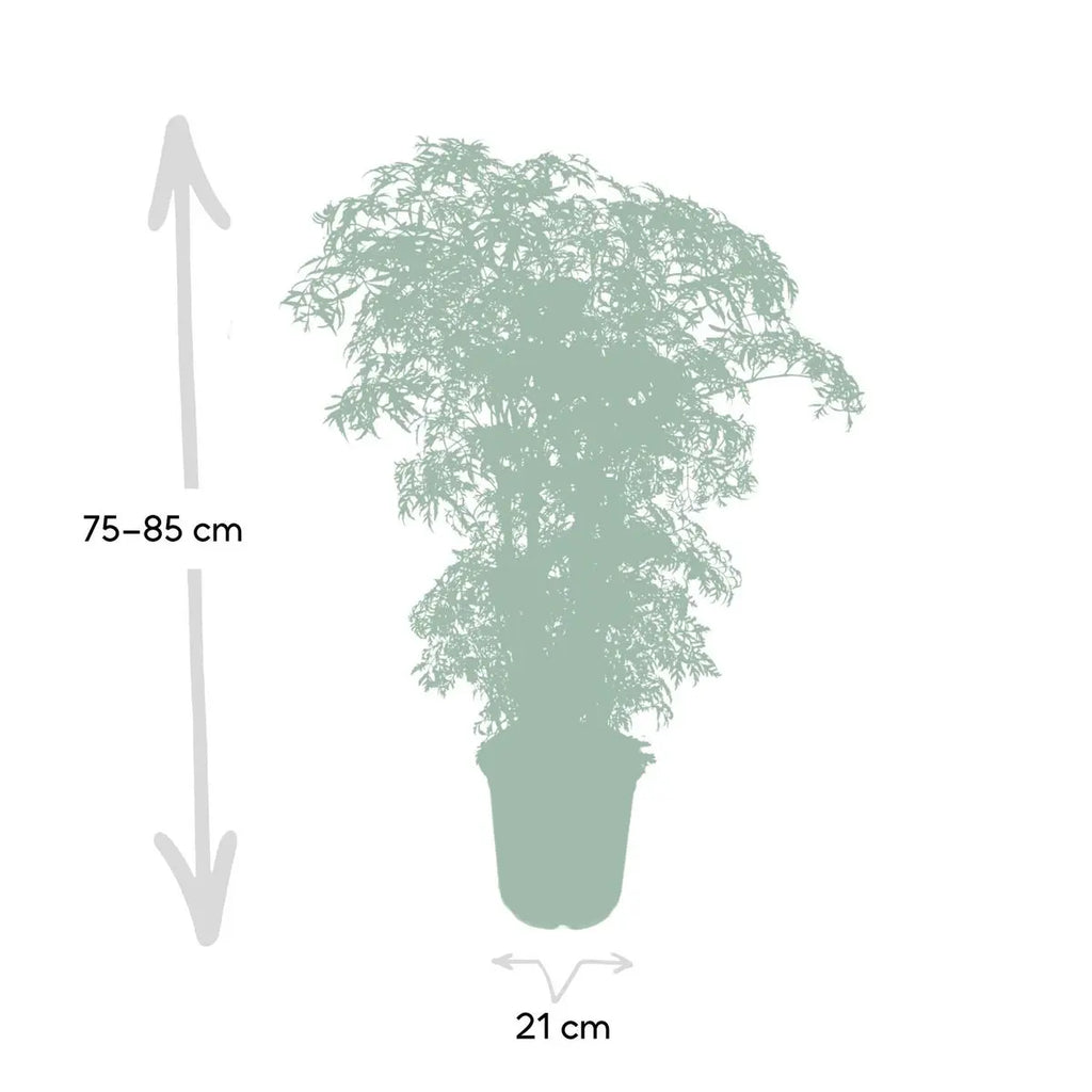 Polyscias Fruticosa - Aralia - Ø21cm - ↕75cm MEERgroothandel Planten