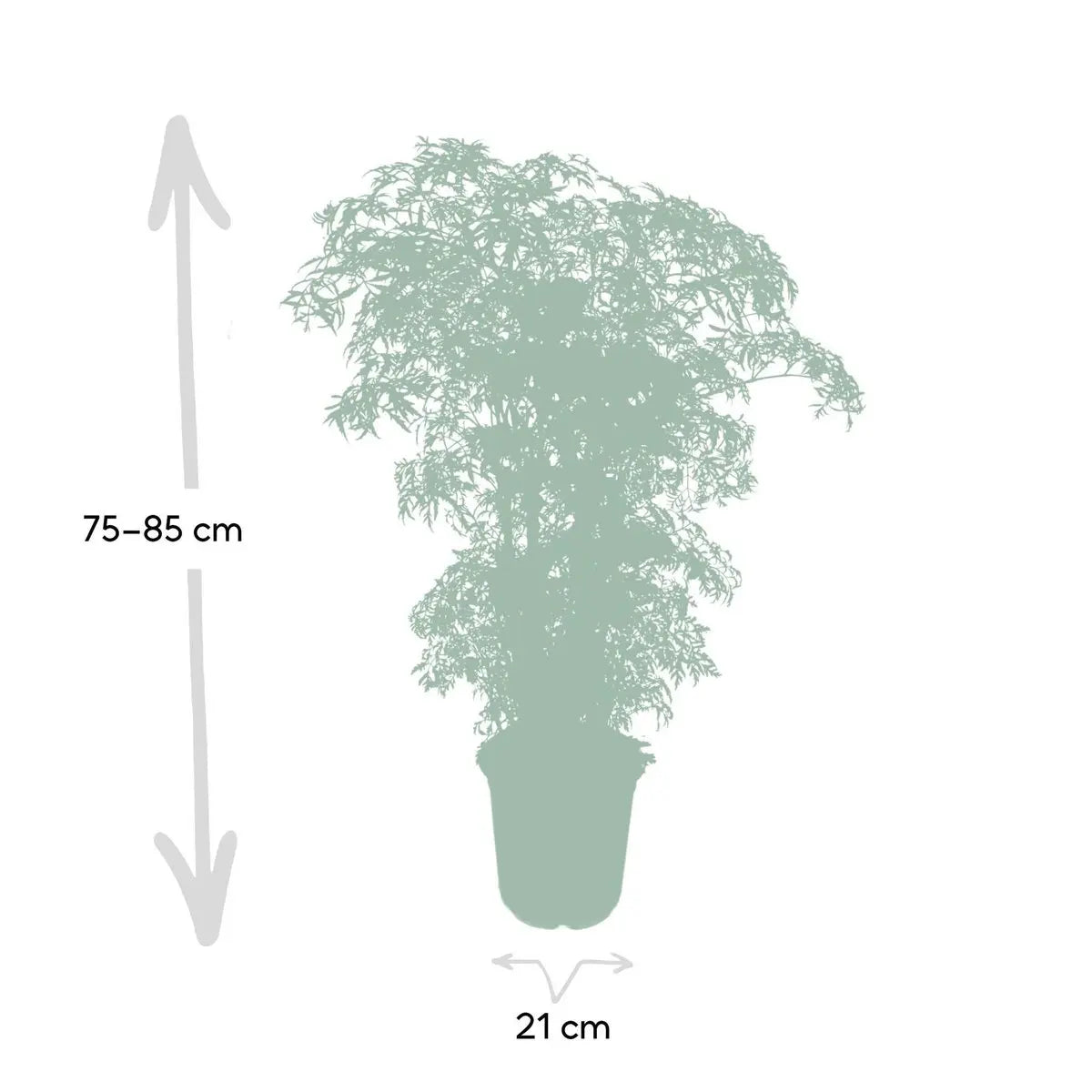 Polyscias Fruticosa - Aralia - Ø21cm - ↕75cm MEERgroothandel Planten