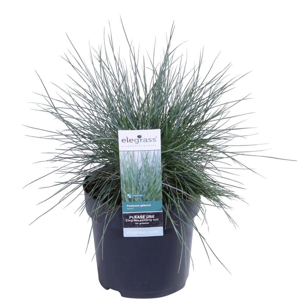 Festuca Glauca Azura Blue - Ø19cm - ↕40cm - Ø14 - ↨30cm |Zier-Gras Blauschwingel - Pille Gartenwelt