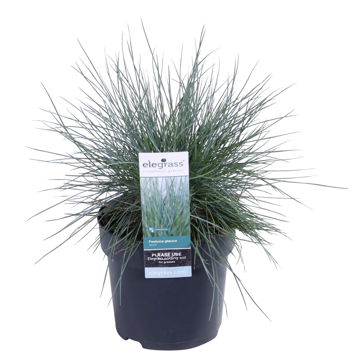 Festuca Glauca Azura Blue - Ø19cm - ↕40cm - Ø14 - ↨30cm |Zier-Gras Blauschwingel - Pille Gartenwelt