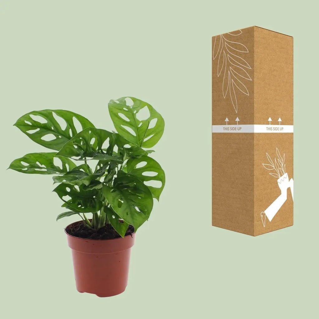 Monstera Monkey Leaf (Fensterblatt) - Ø12CM - ↕30 cm - Pille Gartenwelt
