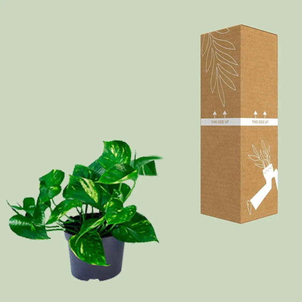 Efeutute Epipremnum golden - Ø12cm - ↕20cm
