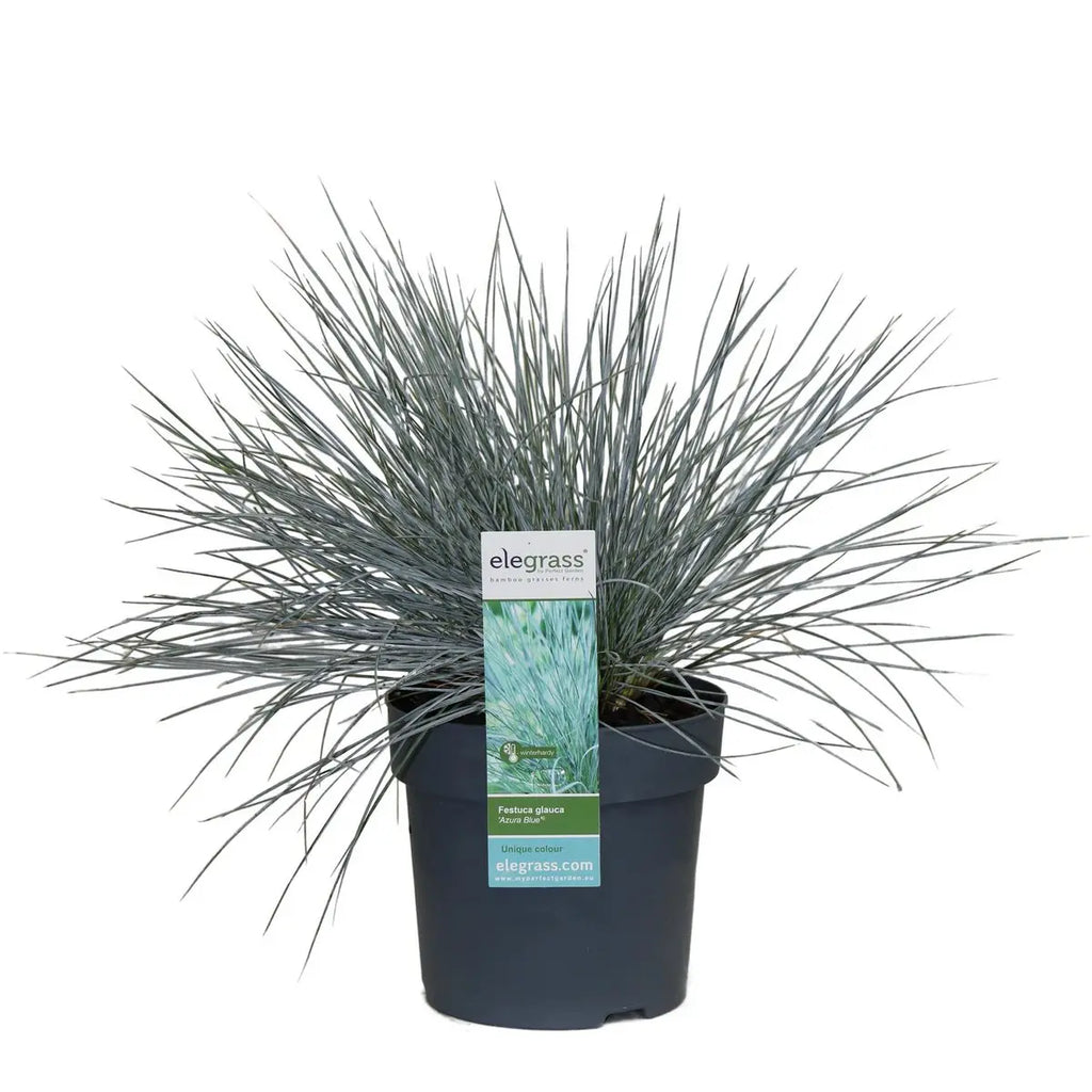 festuca-glauca-azura-blue-blauschwingel-silberblau