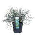 festuca-glauca-azura-blue-blauschwingel-silberblau