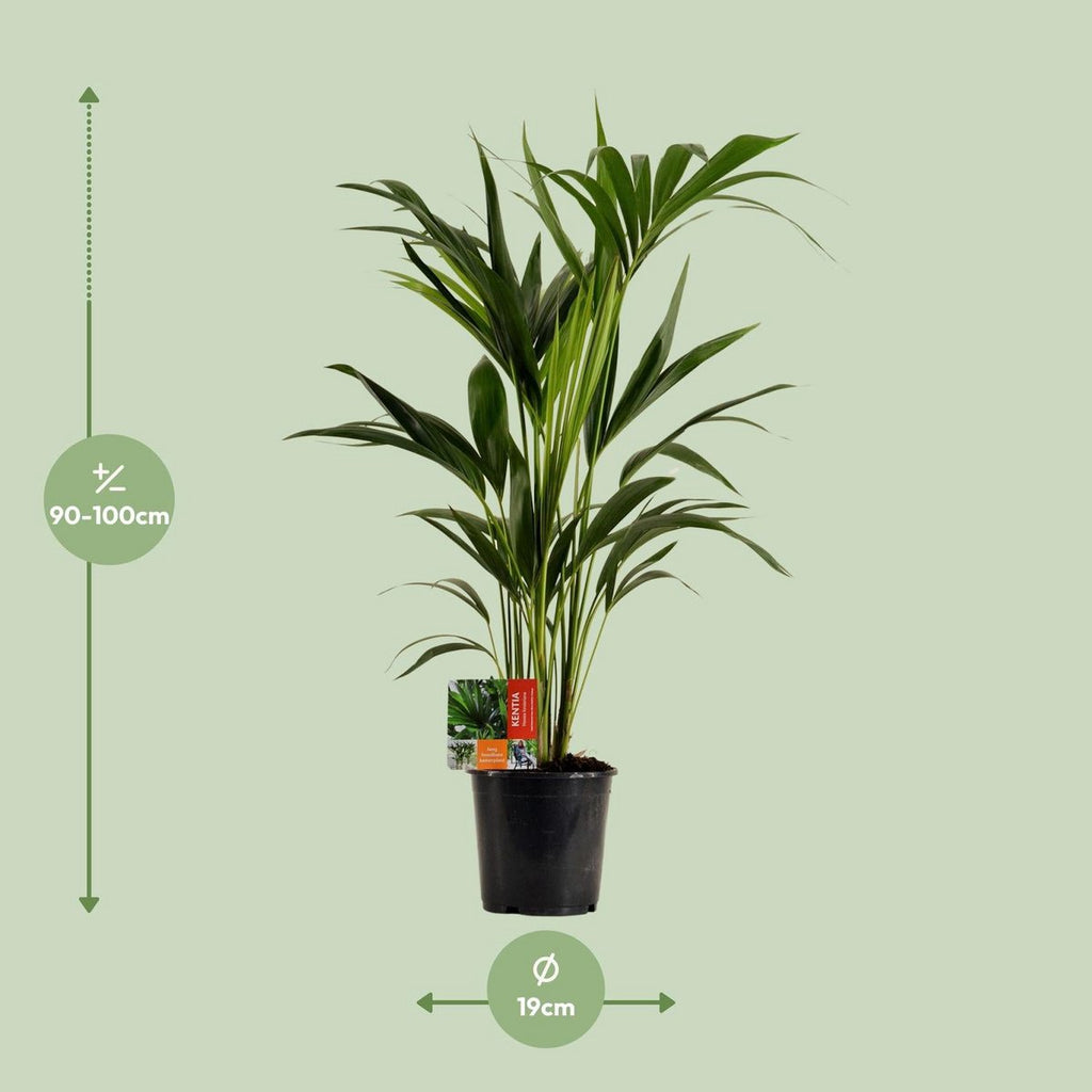 Palme Howea Leinets - Ø19cm - ↕100 cm | Kentia Palme