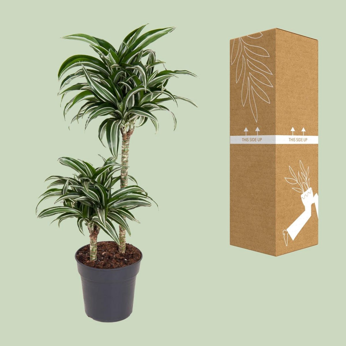 Dracaena Jade Jewel 45-15 [P19-H80] | Drachenbaum