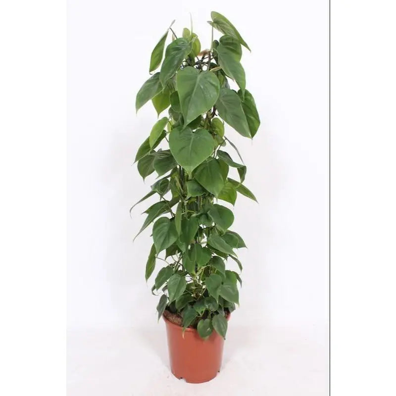 Philodendron Scandens - Ø24cm - ↕120cm MEERgroothandel Planten