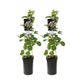 Hortensie A. Petiolaris - 2 Stücke - Ø17cm - ↕75 cm MEERgroothandel Planten
