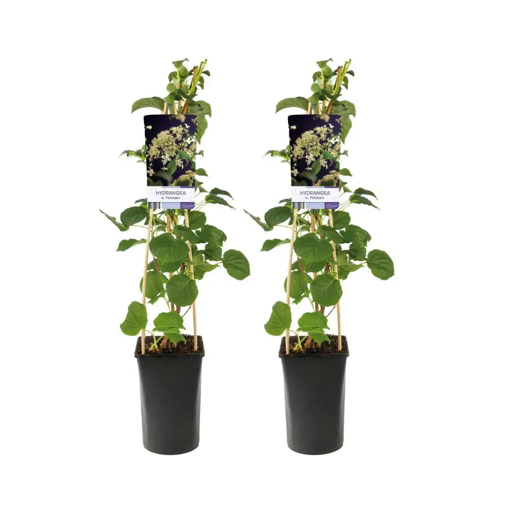 Hortensie A. Petiolaris - 2 Stücke - Ø17cm - ↕75 cm MEERgroothandel Planten