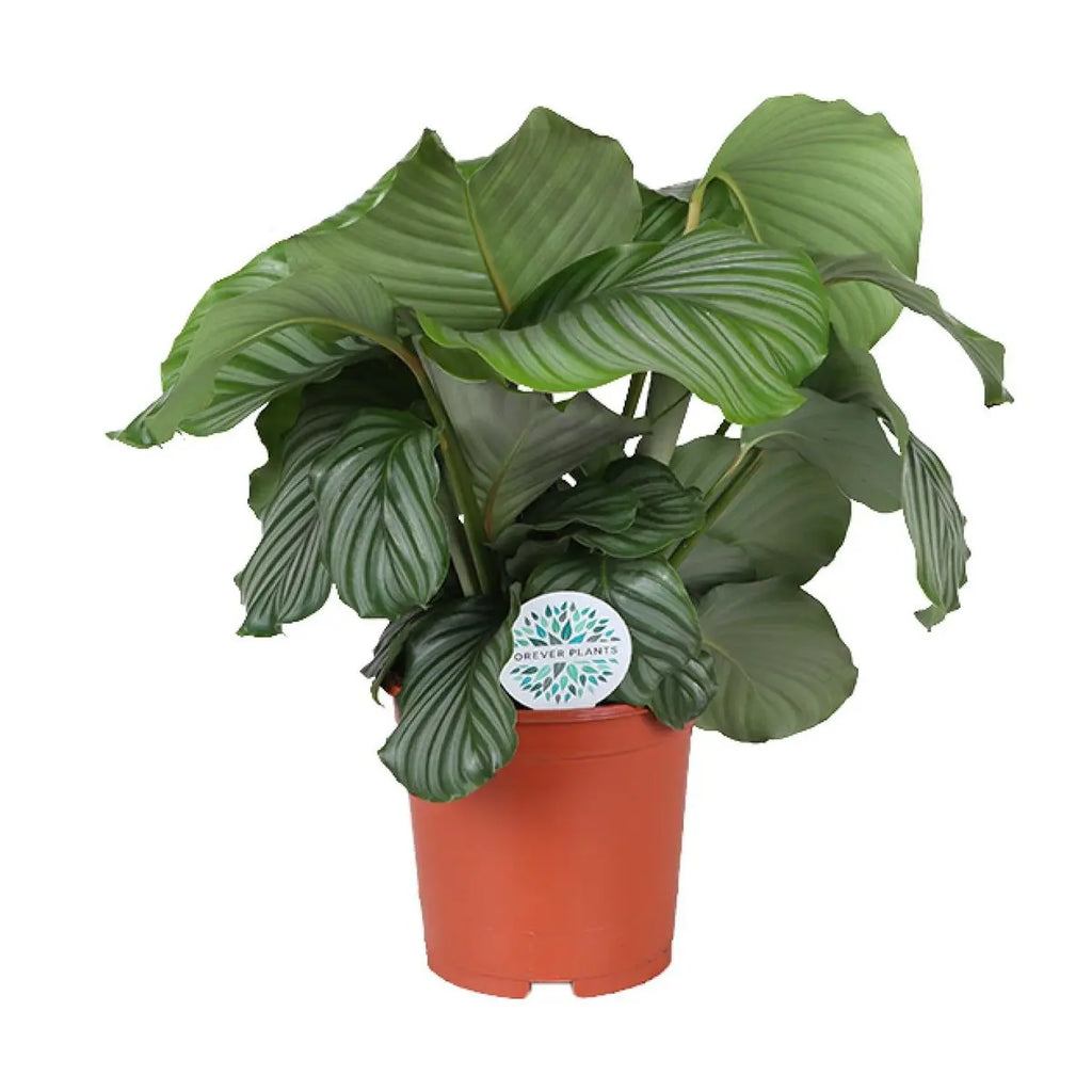 Calathea orbifolia - Ø21cm - ↕70 cm MEERgroothandel Planten