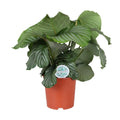 Calathea orbifolia - Ø21cm - ↕70 cm MEERgroothandel Planten