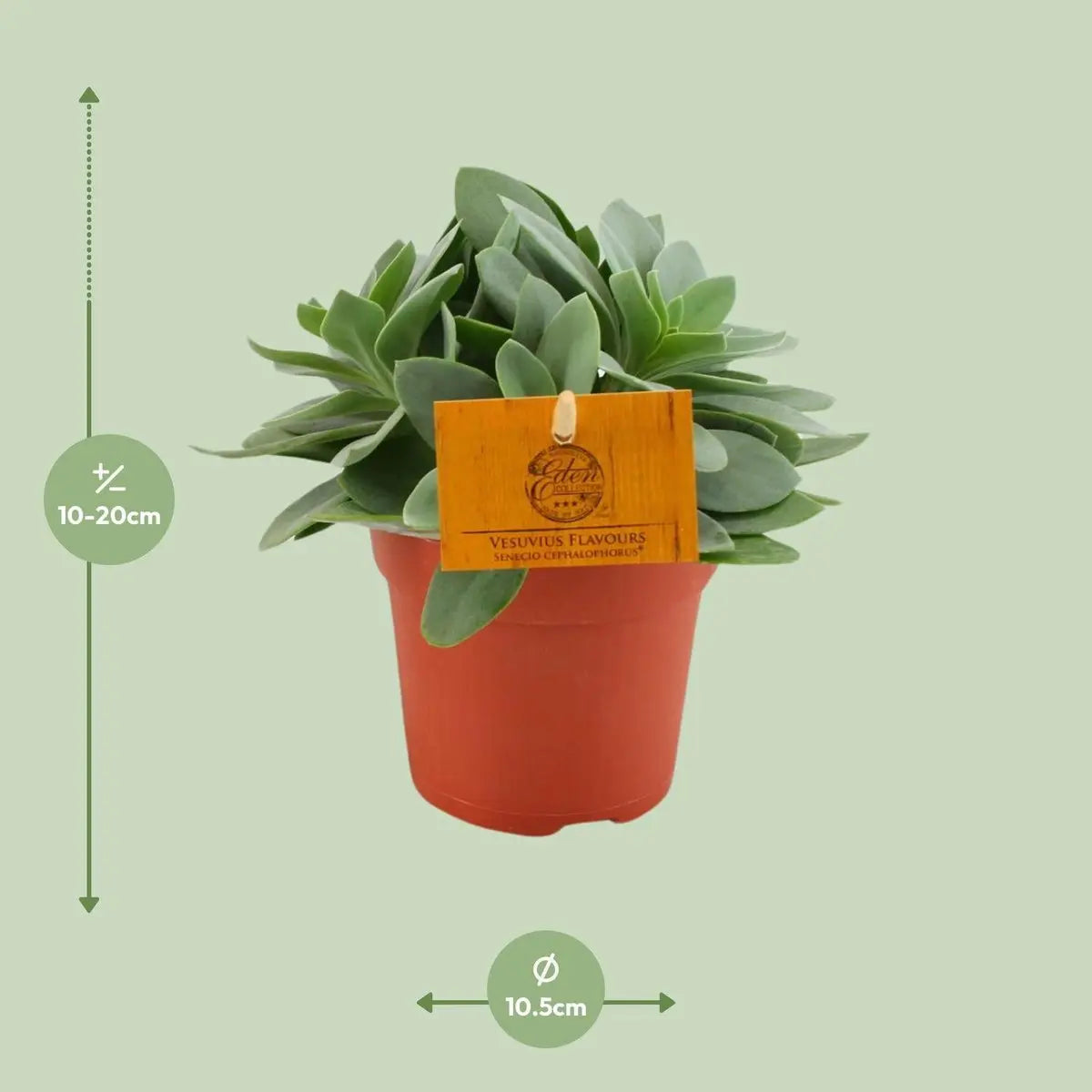 Senecio cephalophorus - Ø10,5 cm - ↕15 cm