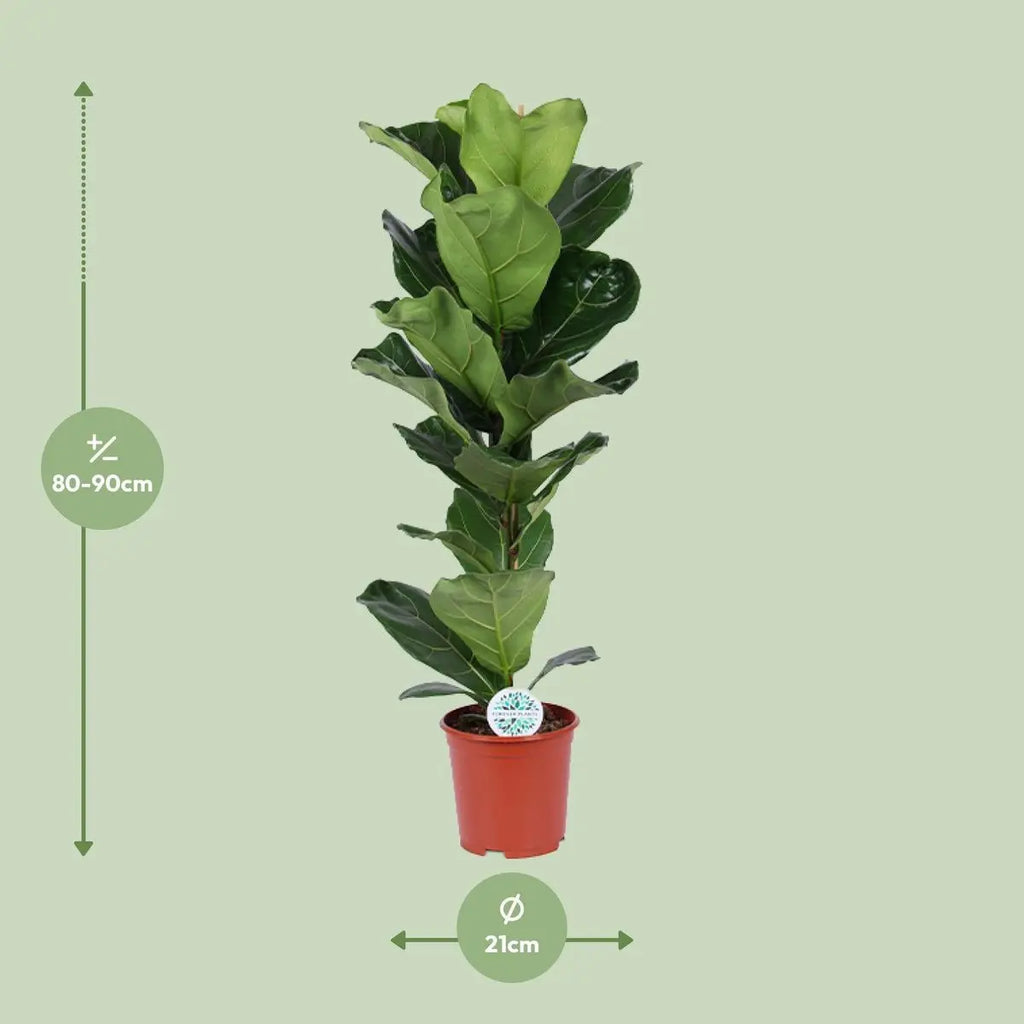 Geigenfeige | Ficus lyrata - Ø21CM - ↕90 cm