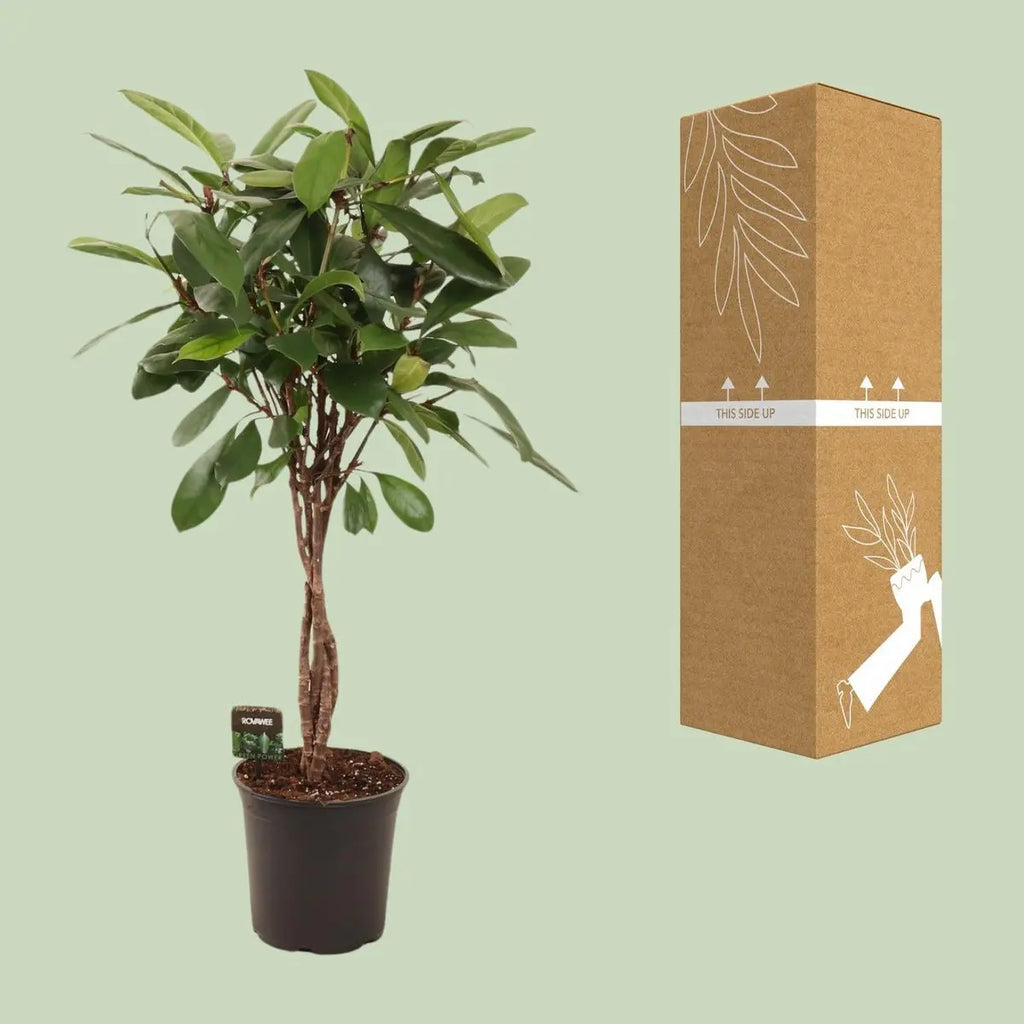 XXL 110 cm Afrikanischer Feigenbaum | Ficus Cyathistipula geflochtener Stamm | P24| immergrün - Pille Gartenwelt
