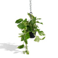 Epipremnum Marmorkönigin - Scindapsus - Ø15cm - ↕25cm - Pille Gartenwelt