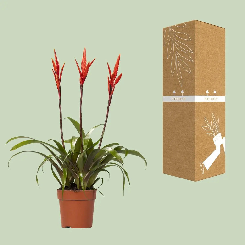 Vriesea Bromelie Ø12 cm ca. 55 cm tropisch pflegeleicht luftreinigend - Pille Gartenwelt