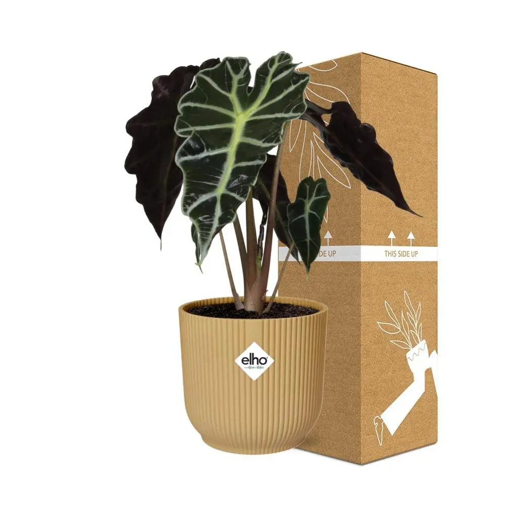 Alocasie „Polly“ in Elho -Vibes Falten Sie 14 cm Geel MEERgroothandel Planten