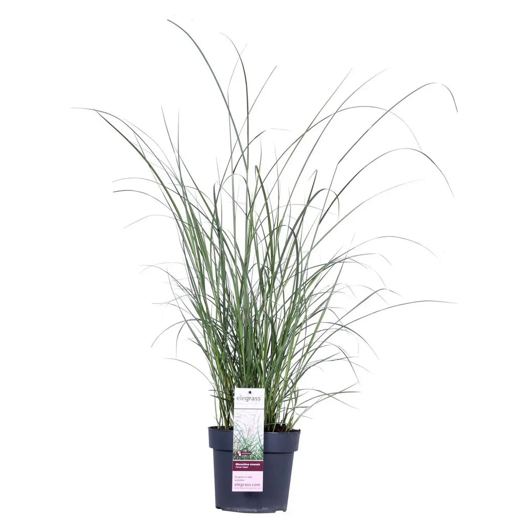 Miscanthus sinensis Ferner Osten - Ø19 - ↨50 cm Zier-Gras - Pille Gartenwelt