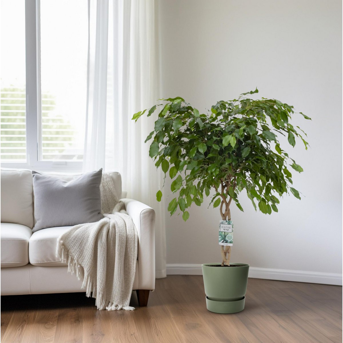 Buschiger Ficus adora/exotica – immergrüner Blickfang für Wohnraum