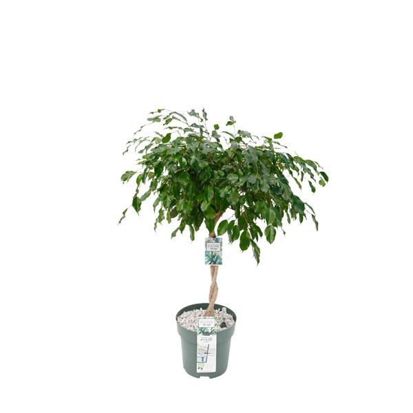 ficus-adora-exotica-120cm-gesamtansicht