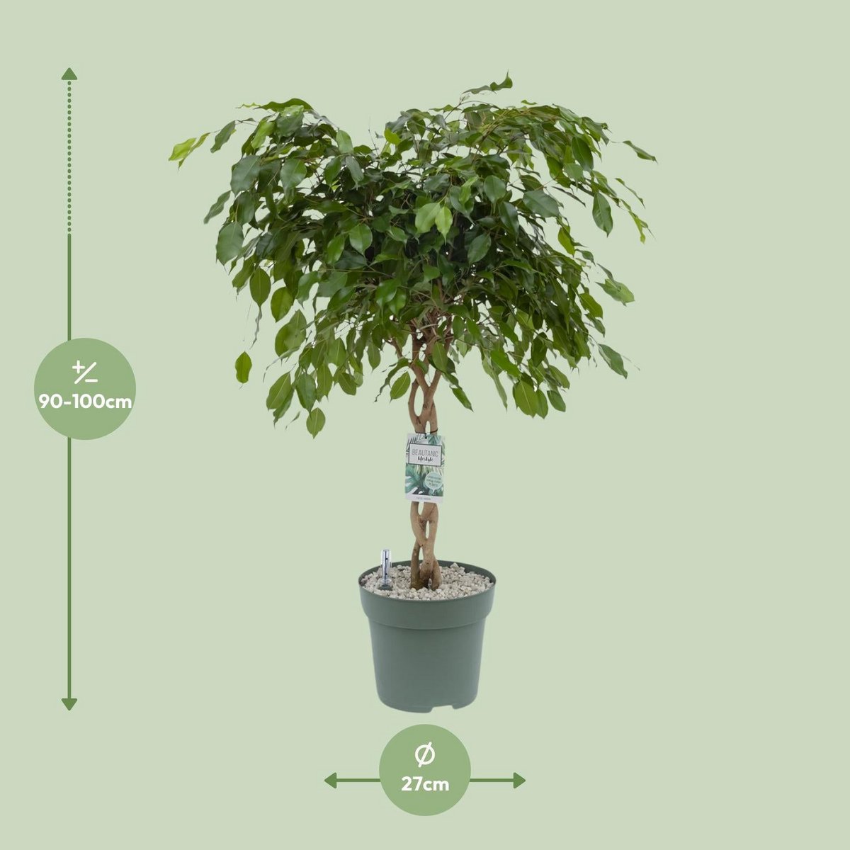 Ficus adora/exotica im Ø27 cm Topf – kräftige Liefergröße