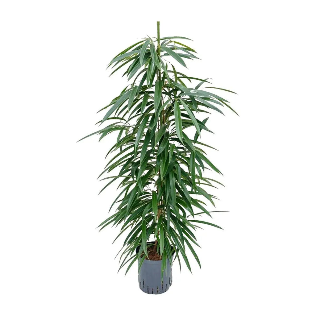 Ficus Alii – Detail der schmalen länglichen glänzenden Blätter