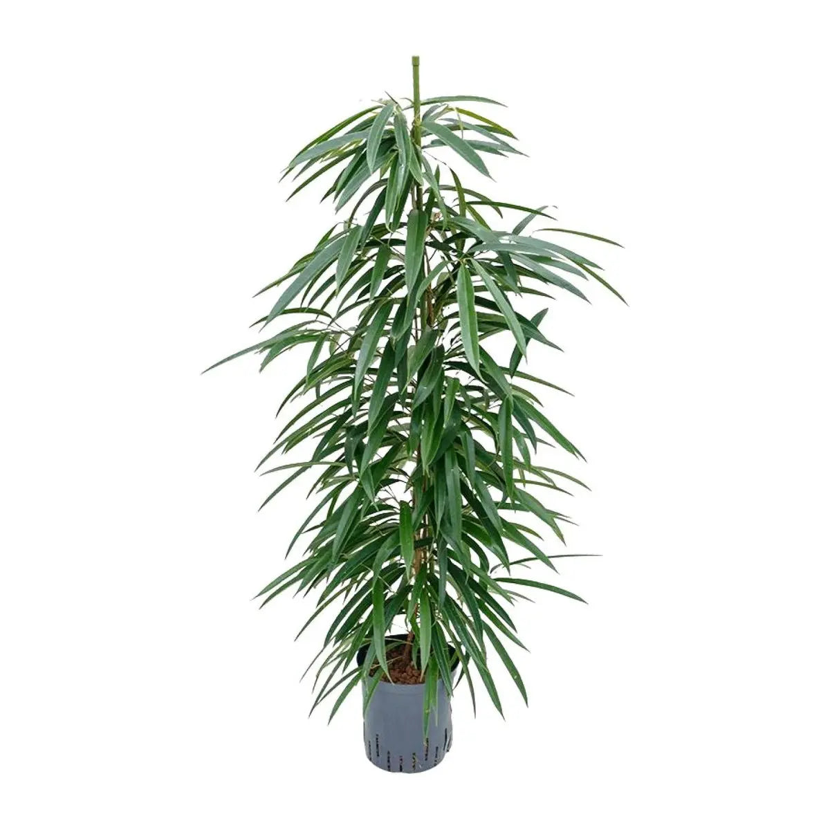 Ficus Alii – Detail der schmalen länglichen glänzenden Blätter